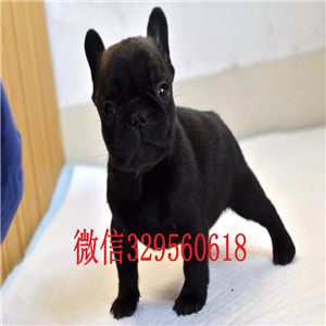 玉溪哪里有卖法国斗牛犬蓝色法斗斗牛犬价格法