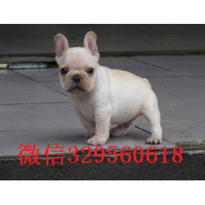 甘孜哪里有卖买法斗幼犬卖黑色法国斗牛犬斗牛