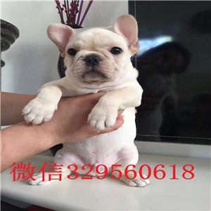 陇南哪里有卖法国斗牛犬斗牛犬出售红色法国斗