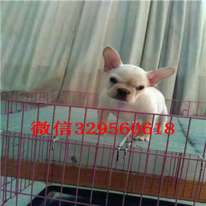 石景山哪里有卖买法斗幼犬卖黑色法国斗牛犬斗