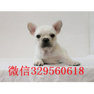 岳阳纯种法国斗牛犬多少钱一只法斗价格_法斗图片蓝牛多少钱一只内螺丝法斗