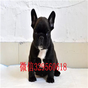扬州哪里有卖买法斗幼犬纯种宠物狗狗法国斗牛