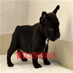 黄山纯种法国斗牛犬多少钱一只斗牛犬出售红色法国斗牛犬超短体法国斗牛犬