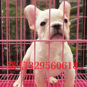 漳州纯种法国斗牛犬多少钱一只法斗价格_法斗