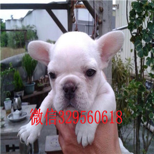 铜川哪里有卖法国斗牛犬斗牛犬出售红色法国斗牛犬小体法斗