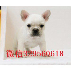 岳阳纯种法国斗牛犬多少钱一只法斗价格_法斗图片蓝牛多少钱一只内螺丝法斗