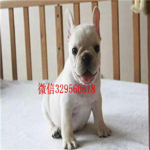 宣武哪里有卖买法斗幼犬奶油色法国斗牛犬犬舍