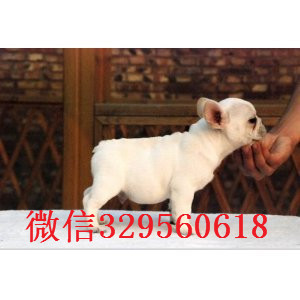 密云哪里有卖法国斗牛犬斗牛犬出售斗牛犬价格