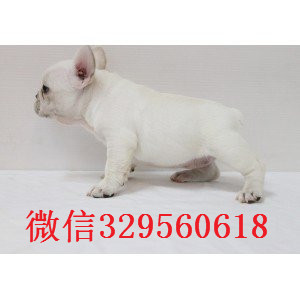 岳阳纯种法国斗牛犬多少钱一只法斗价格_法斗图片蓝牛多少钱一只内螺丝法斗