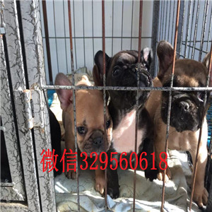 汕尾哪里有卖法国斗牛犬蓝色法斗斗牛犬图片内