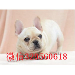 哈尔滨哪里有卖买法斗幼犬卖黑色法国斗牛犬正规犬舍繁殖纯种法国斗牛犬内螺丝法斗