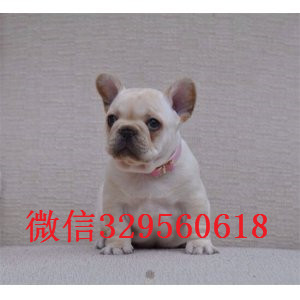 哈尔滨哪里有卖买法斗幼犬卖黑色法国斗牛犬正规犬舍繁殖纯种法国斗牛犬内螺丝法斗