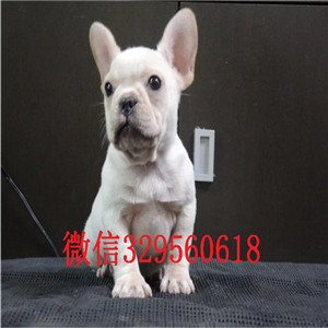 黄山纯种法国斗牛犬多少钱一只斗牛犬出售红色法国斗牛犬超短体法国斗牛犬