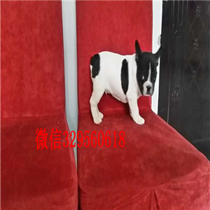 朝阳哪里有卖买法斗幼犬斗牛犬出售斗牛犬图片