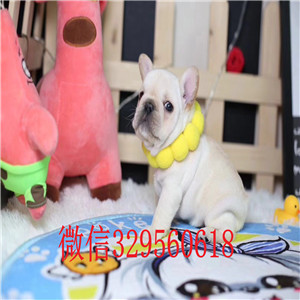 长治哪里有卖法国斗牛犬纯种宠物狗狗法国斗牛犬红色法国斗牛犬法斗幼犬小方体