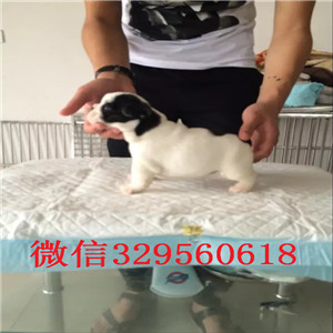 汕尾哪里有卖法国斗牛犬蓝色法斗斗牛犬图片内螺丝法斗