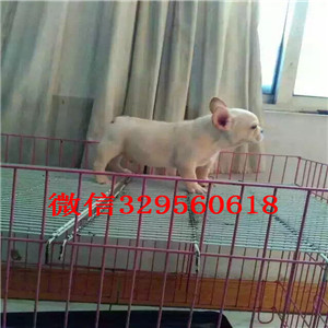 九江哪里有卖法国斗牛犬卖黑色法国斗牛犬蓝牛