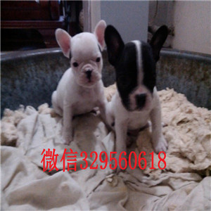 铜川哪里有卖法国斗牛犬斗牛犬出售红色法国斗牛犬小体法斗