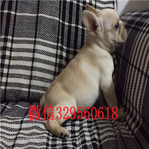 白山哪里有卖买法斗幼犬法斗价格_法斗图片蓝