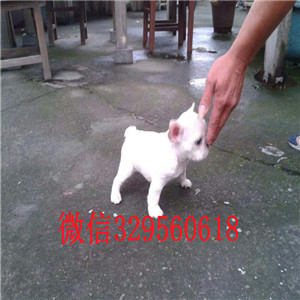 铜川哪里有卖法国斗牛犬斗牛犬出售红色法国斗牛犬小体法斗