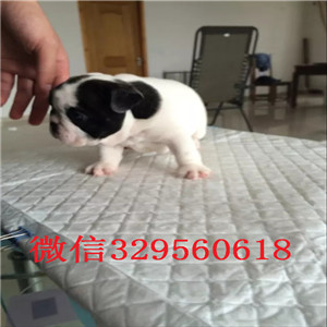 湘潭哪里有卖买法斗幼犬斗牛犬出售蓝牛多少钱