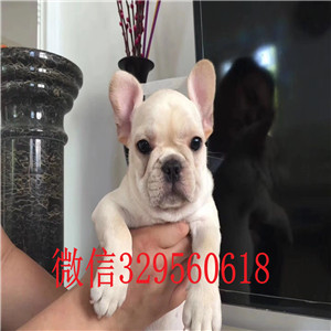 朔州哪里有卖买法斗幼犬斗牛犬多少钱一只红色