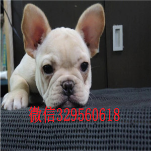黄山纯种法国斗牛犬多少钱一只斗牛犬出售红色法国斗牛犬超短体法国斗牛犬