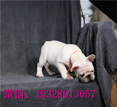 济南哪里有法牛出售五花牛幼犬健康法牛多少钱