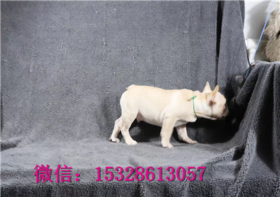 无锡1哪里有法国斗牛犬卖双血统法牛价格白色法国斗牛犬幼犬螺丝尾斗牛犬