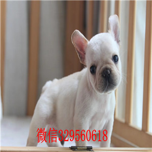 辽阳哪里能买到法斗红色法斗法牛多少钱一只斗牛犬犬舍