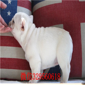 威海哪里有卖纯种法斗黑色法国斗牛犬法牛多少钱一只斗牛犬价格