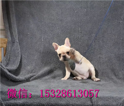 无锡1哪里有法国斗牛犬卖双血统法牛价格白色法国斗牛犬幼犬螺丝尾斗牛犬