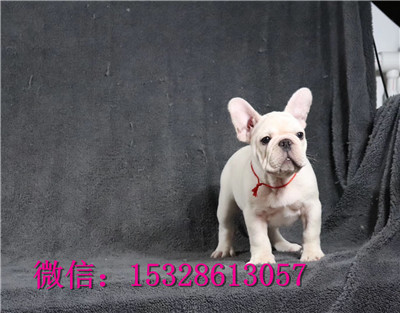 大连哪里有斗牛卖黑色法斗幼犬健康法牛多少钱一只正规法牛犬舍