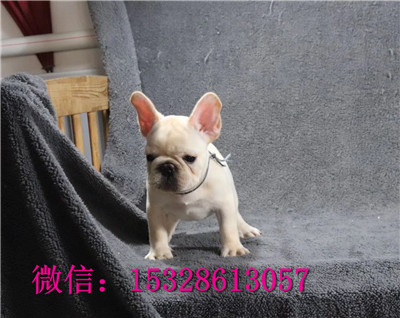 厦门哪里有卖斗牛犬 纯种法国斗牛犬多少钱 双血统斗牛犬幼犬图片