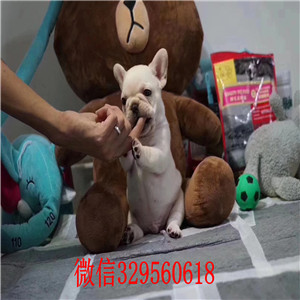 鸡西哪里能买到法斗黑色法国斗牛犬法牛多少钱