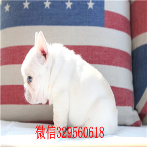 威海哪里有卖纯种法斗黑色法国斗牛犬法牛多少