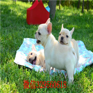 周口哪里能买到法斗黑色法国斗牛犬法牛多少钱