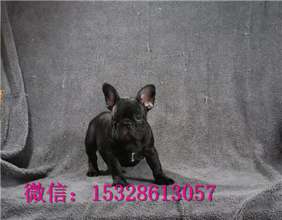 延安1哪里有法国斗牛犬卖赛级法牛多少钱黑色法牛幼犬螺丝尾斗牛犬