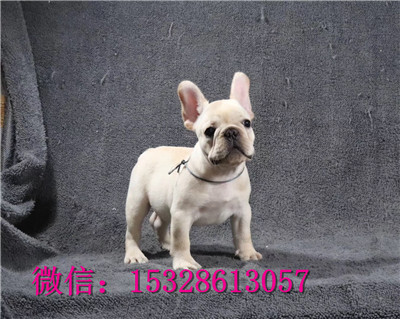 无锡1哪里有法国斗牛犬卖双血统法牛价格白色法国斗牛犬幼犬螺丝尾斗牛犬