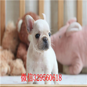 黔东南哪里有卖纯种法斗红色法斗斗牛犬多少钱