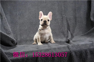 百色哪里法牛便宜红色法牛幼犬大鼻筋法牛价格