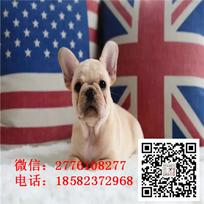 哈尔滨哪里有纯种健康的法国斗牛犬出售 斗牛