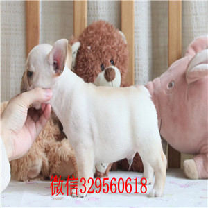 辽阳哪里能买到法斗红色法斗法牛多少钱一只斗牛犬犬舍