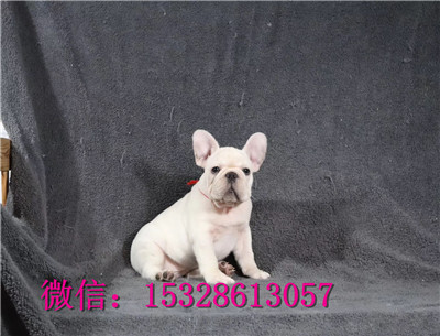 长沙哪里有卖斗牛犬 纯种法牛多少钱 奶白色法牛价格 黑色法牛