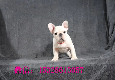 济南1哪里的斗牛犬便宜赛级法牛多少钱白色法