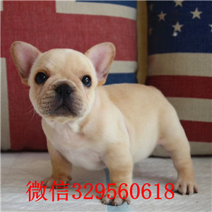 四平出售纯种奶油色法斗犬红色法斗法牛多少钱一只斗牛犬犬舍