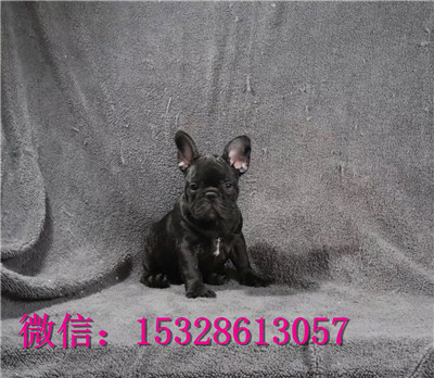 达州哪里法牛便宜奶油色法牛幼犬健康法牛多少