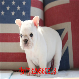 威海哪里有卖纯种法斗黑色法国斗牛犬法牛多少钱一只斗牛犬价格