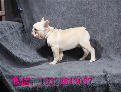 无锡1哪里有法国斗牛犬卖双血统法牛价格白色