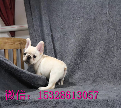 厦门哪里有卖斗牛犬 纯种法国斗牛犬多少钱 双